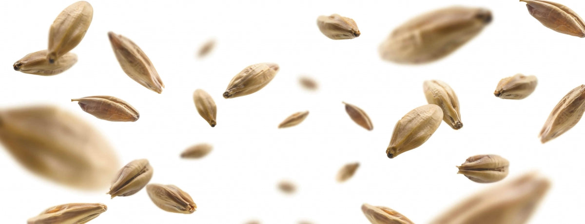 Få bedre øl med ferskt, knust malt