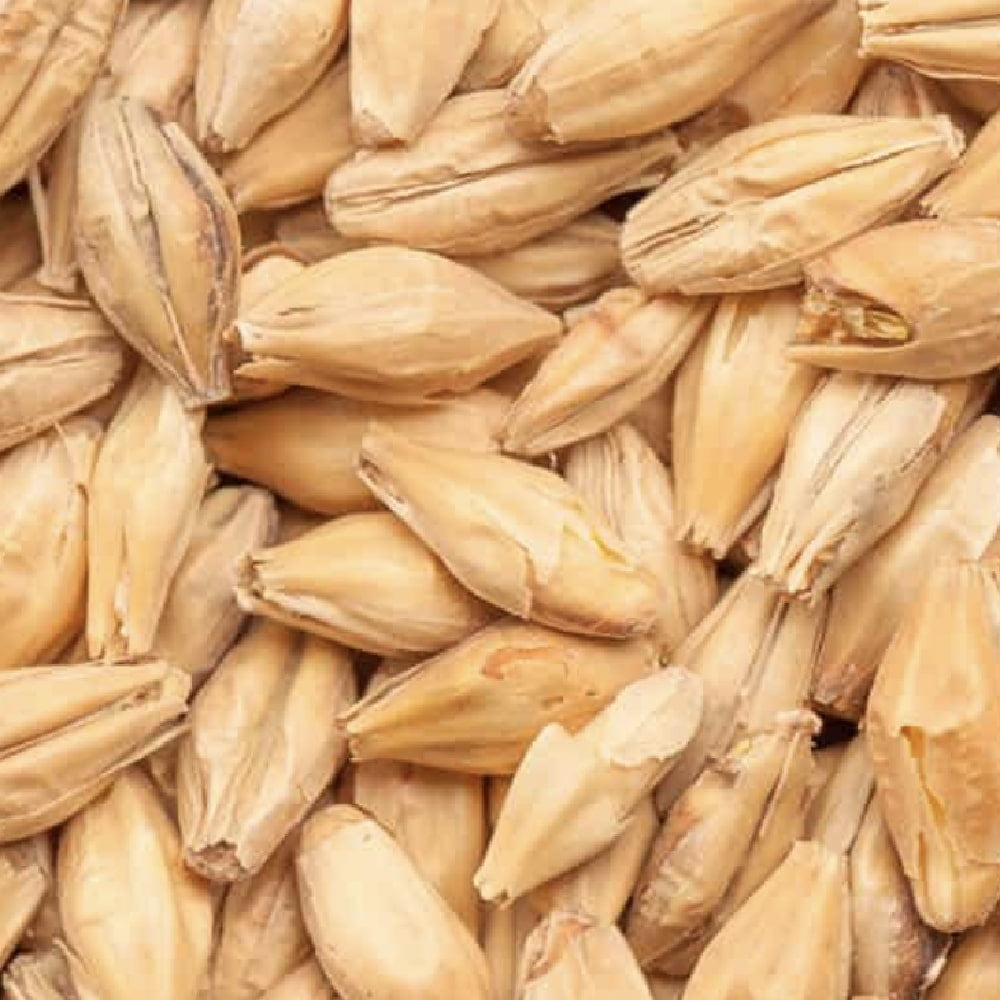 BEST Pale Ale Malt (5-7 EBC) 100G - Bestmalz