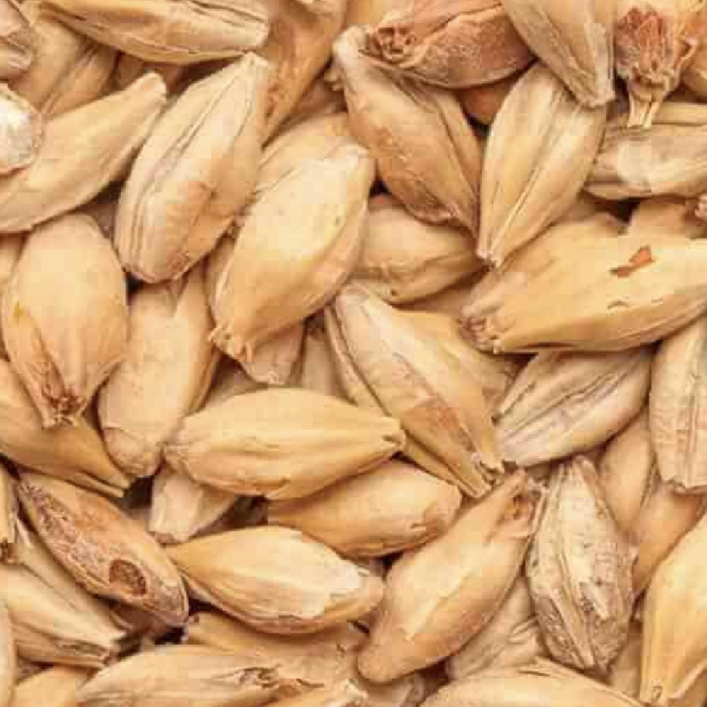 BEST Munich Malt (11-20 EBC) 100G - Bestmalz