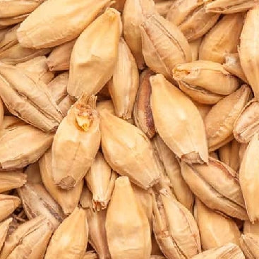 BEST Chit Malt (2-3 EBC) 100G - Bestmalz