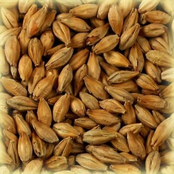 Abbey Malt (45 EBC) 100G - Castle Malting