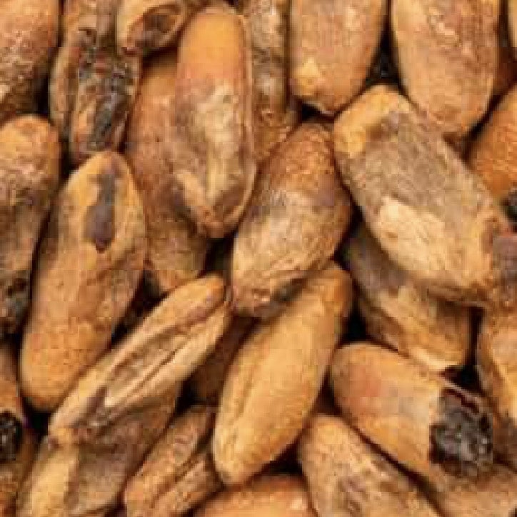 BEST Caramel Rye Malt (100-380 EBC) 100g - Bestmalz