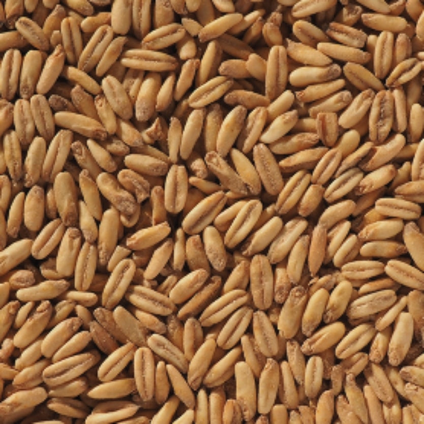 Naked Oat Malt (2,2-7,8 EBC) 100G - Crisp Malting