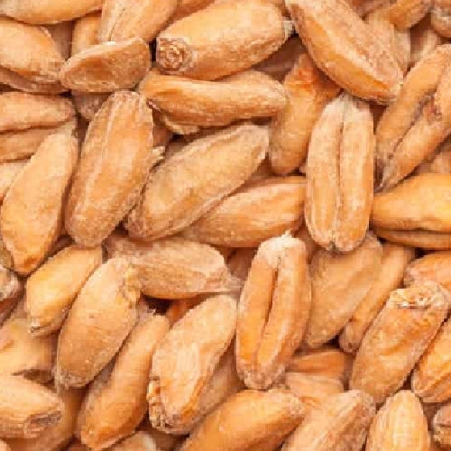 BEST Spelt Malt (3,5-6 EBC) 100G - Bestmalz