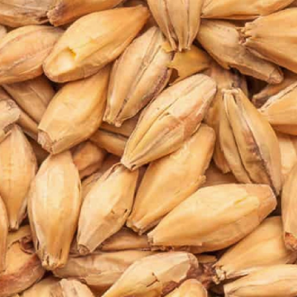 BEST Red X Malt (28-32 EBC) 100G - Bestmalz