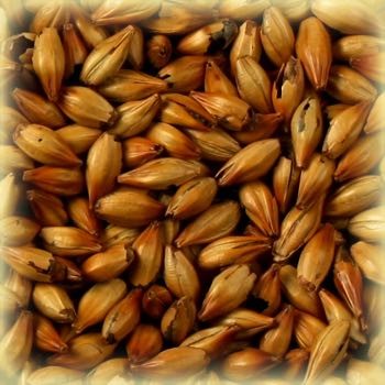 Special B Malt (300 EBC) 100G - Castle Malting
