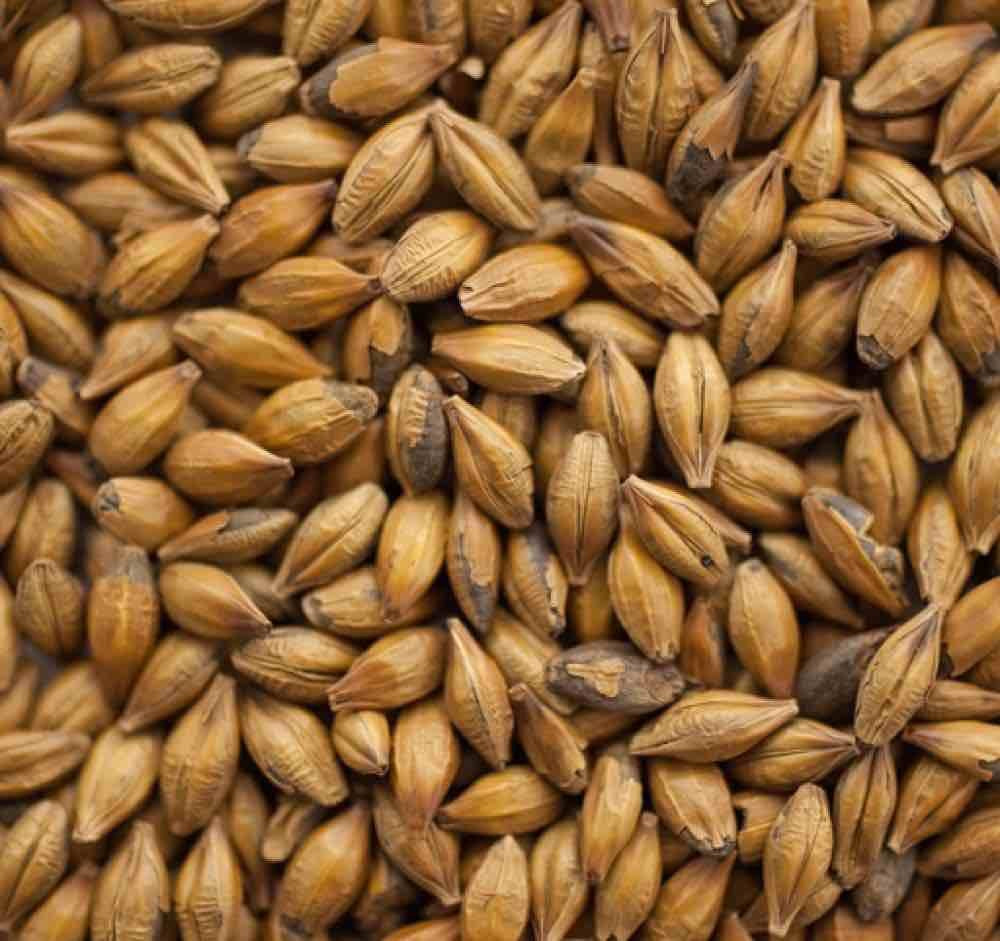 Amber Malt (110-140 EBC) 100G - Thomas Fawcett