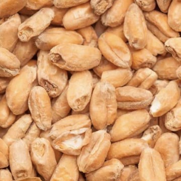 BEST Wheat Malt (Hvete malt 3,5-6,0 EBC) 100G - Bestmalz