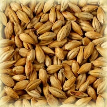 Munich Light Malt (13-17 EBC) 1KG kr 31 - Castle Malting